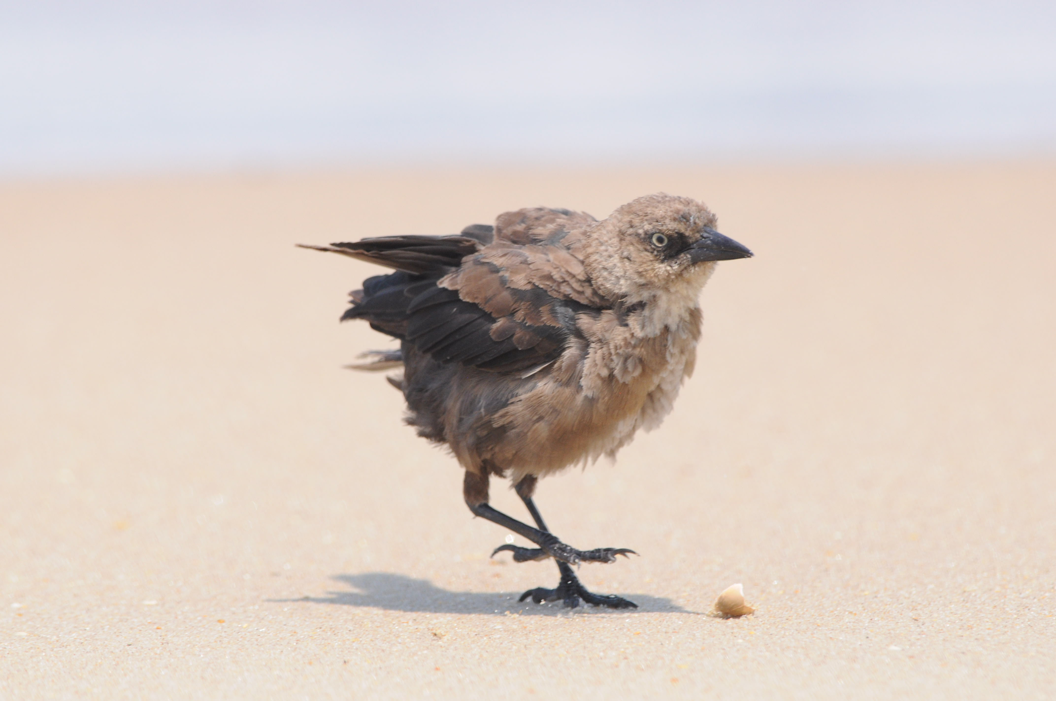 Juvenile grackle walking on beach sand