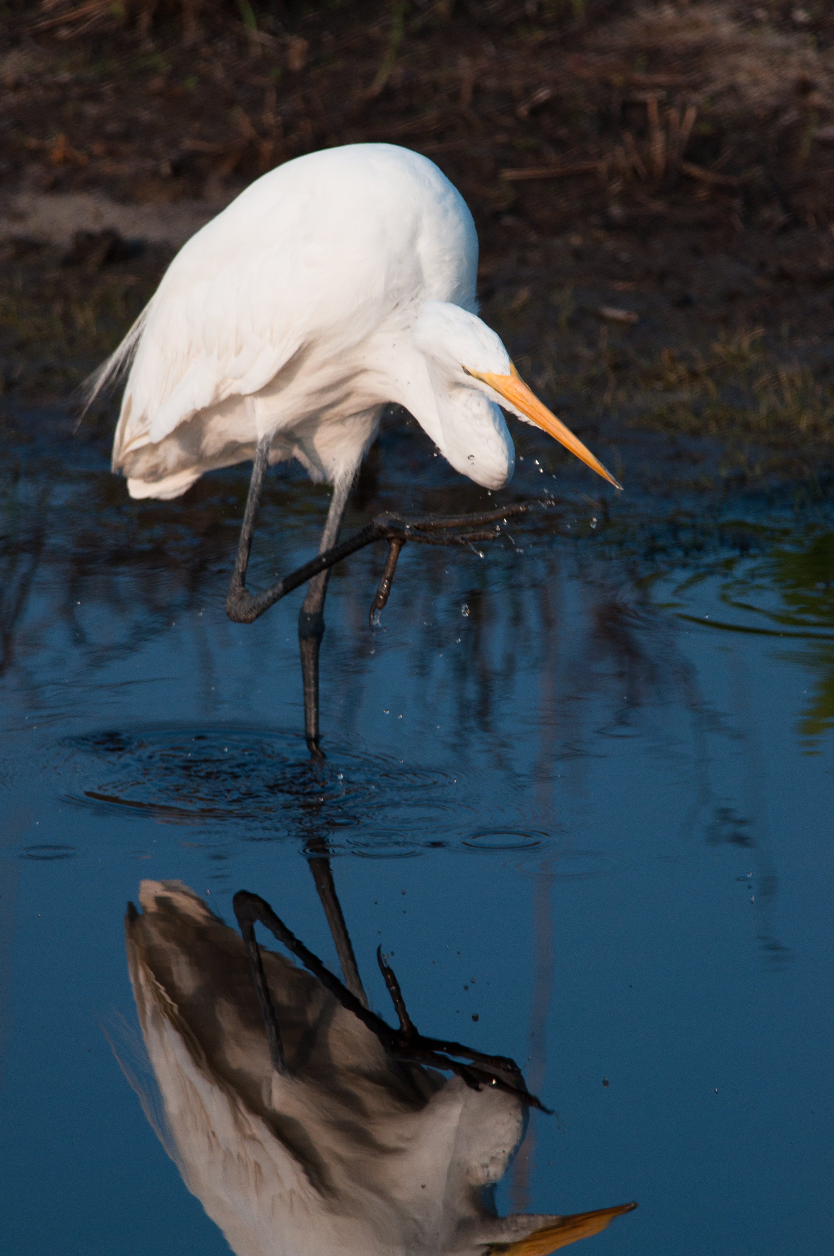Great Egret preening with reflection in still water