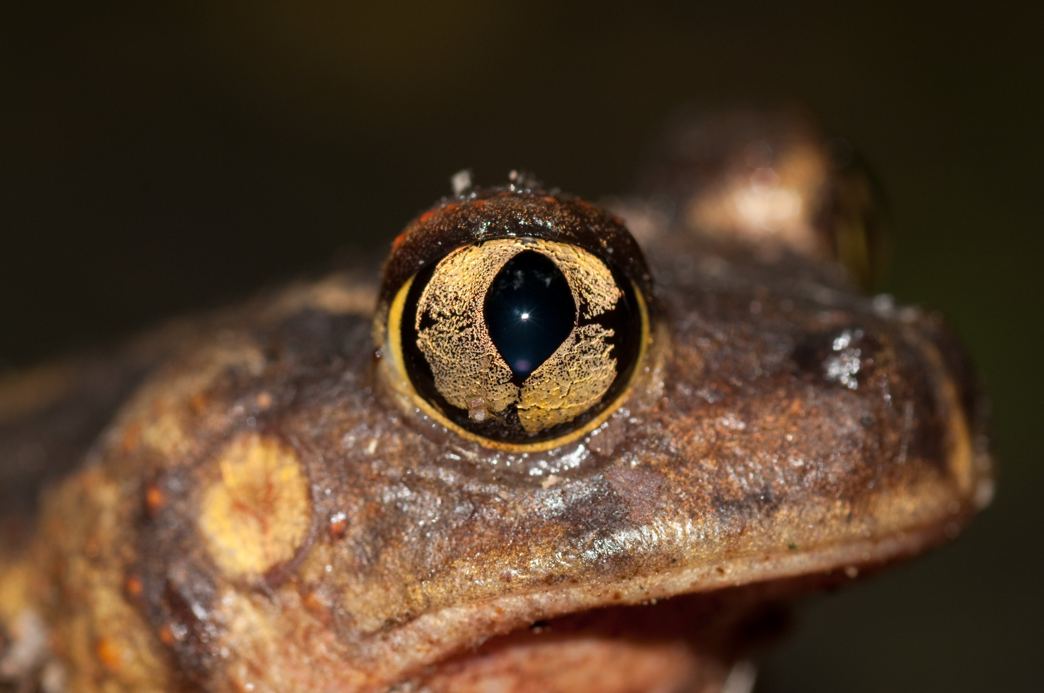 Macro photograph of a frog's eye