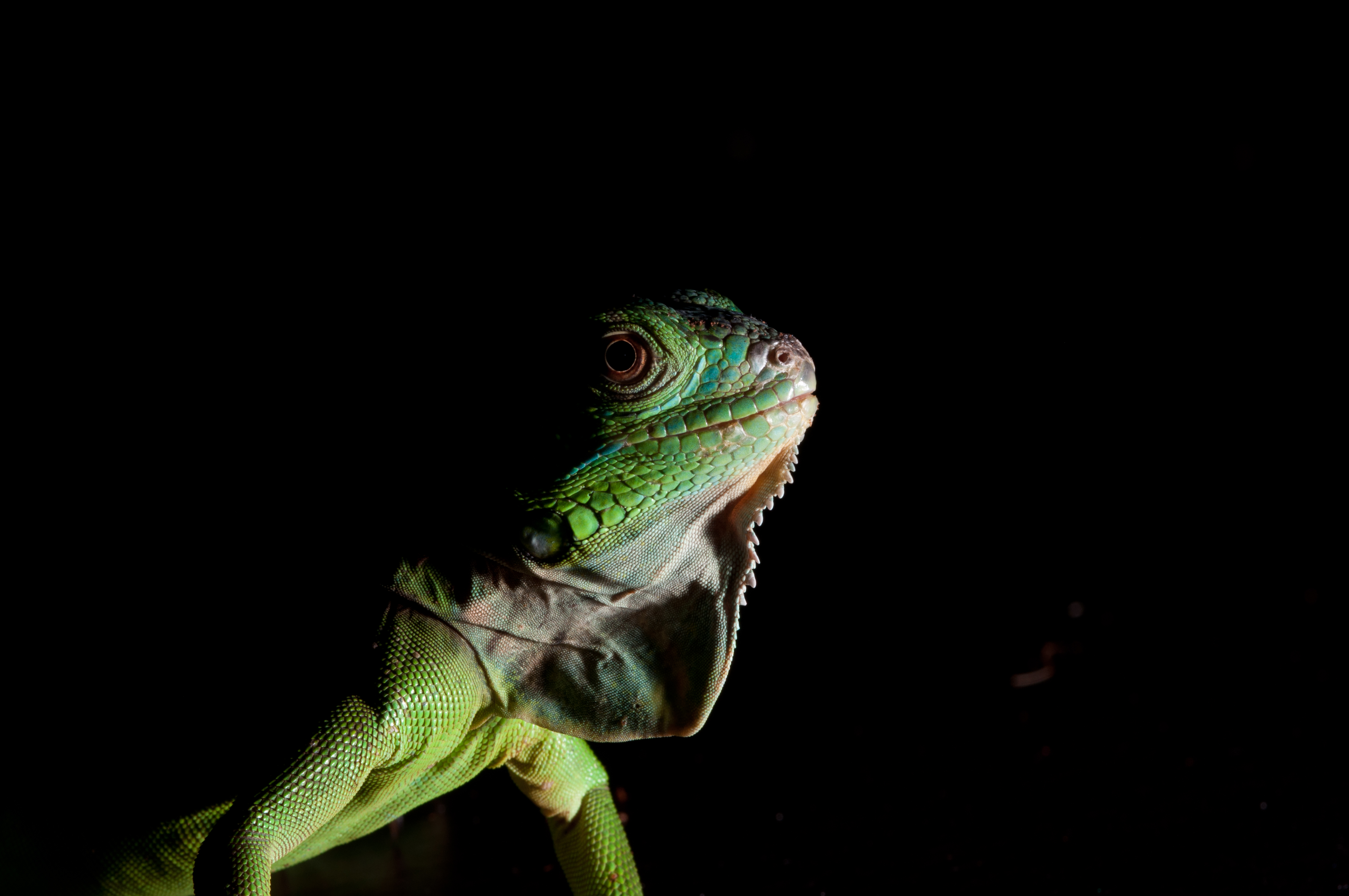 Green iguana on a black background