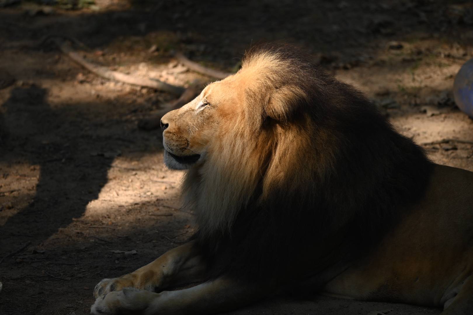 Close-up portrait of a lion