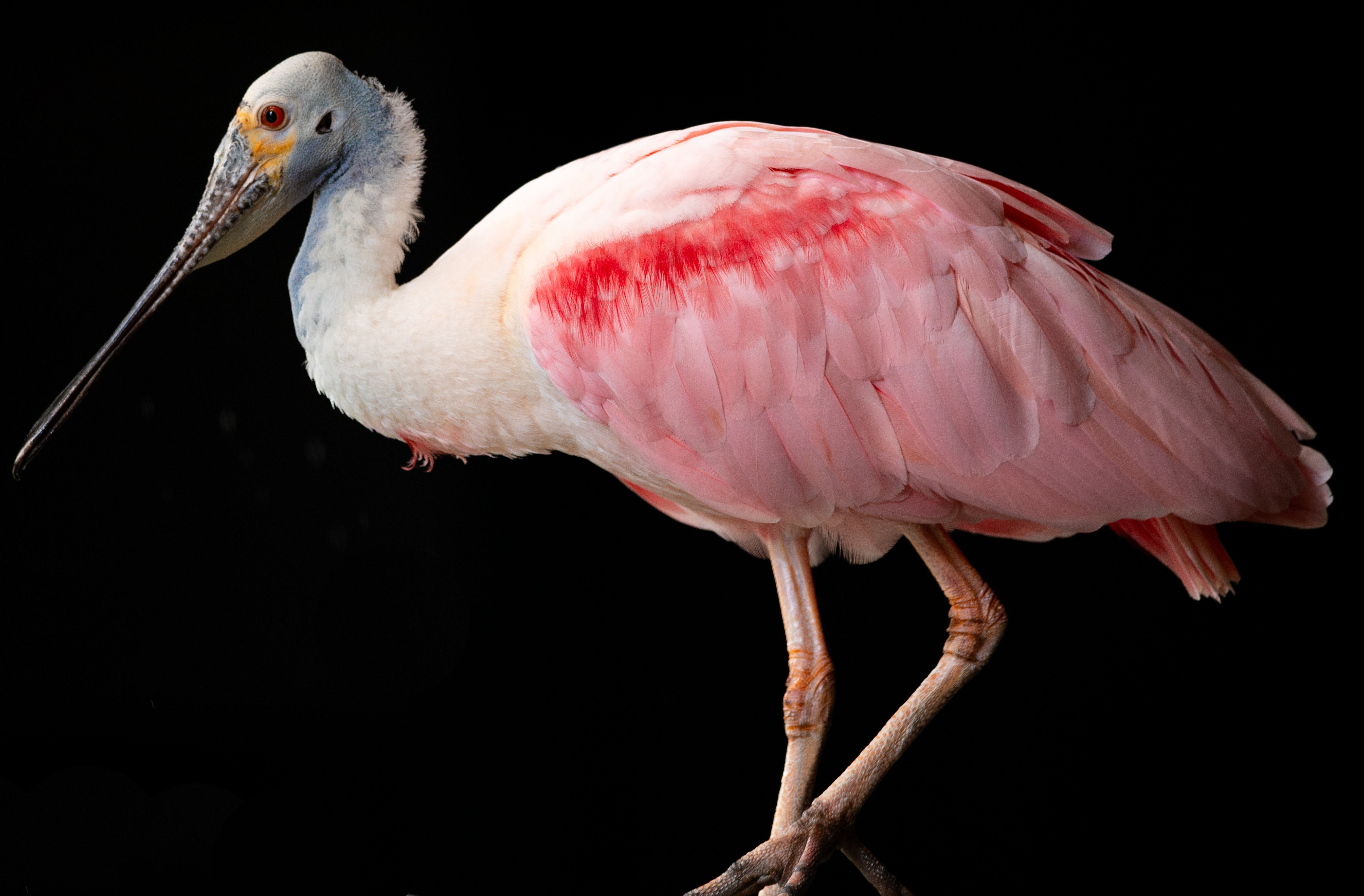 Roseate spoonbill wading bird